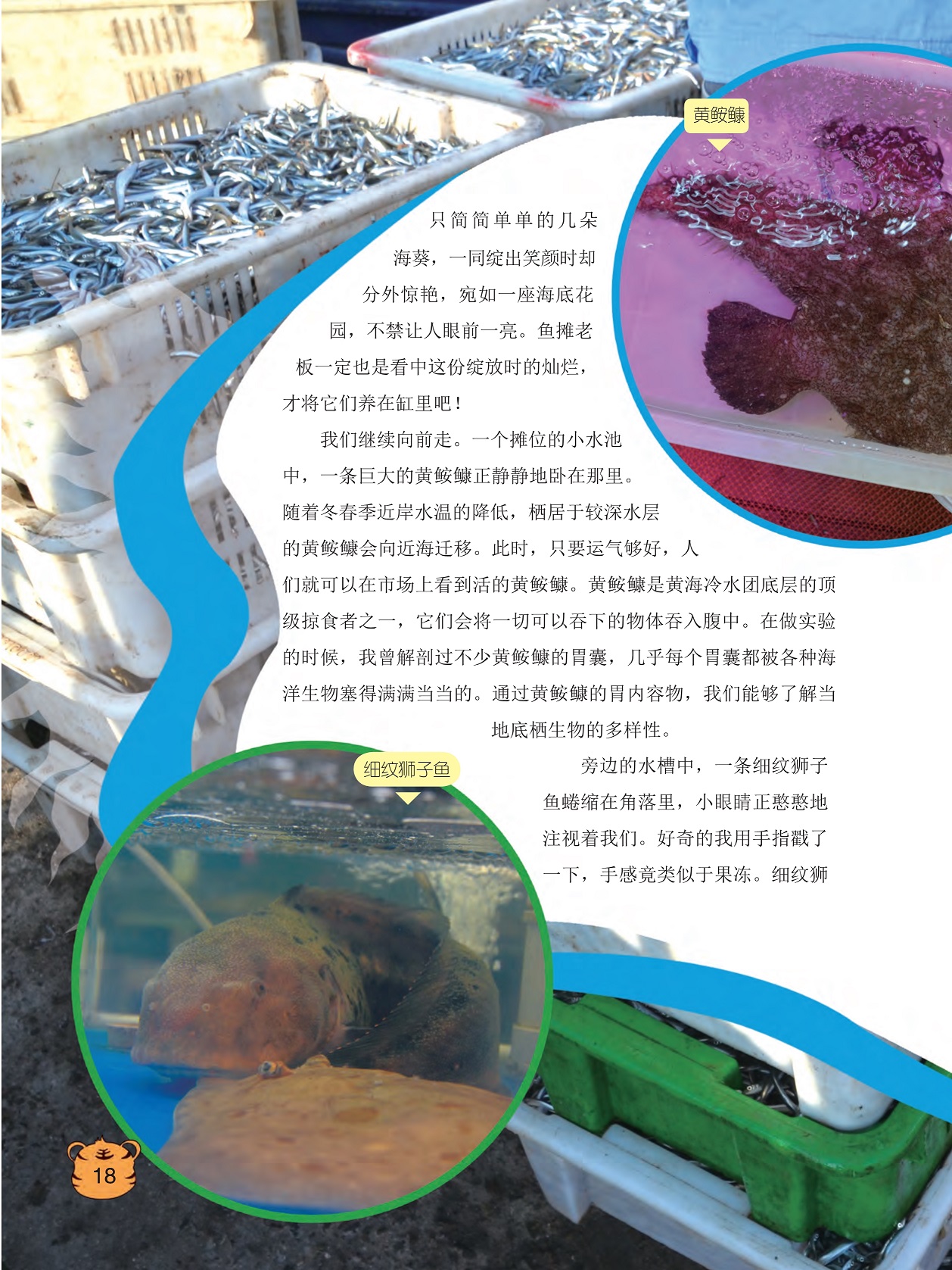 黄鮟鱇是黄海冷水团底层的顶级掠食者之一,解剖黄鮟鱇的胃囊