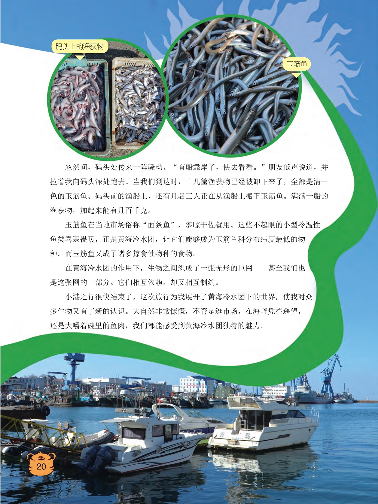 玉筋鱼在当地市场俗称“面条鱼”,感受黄海冷水团独特的魅力