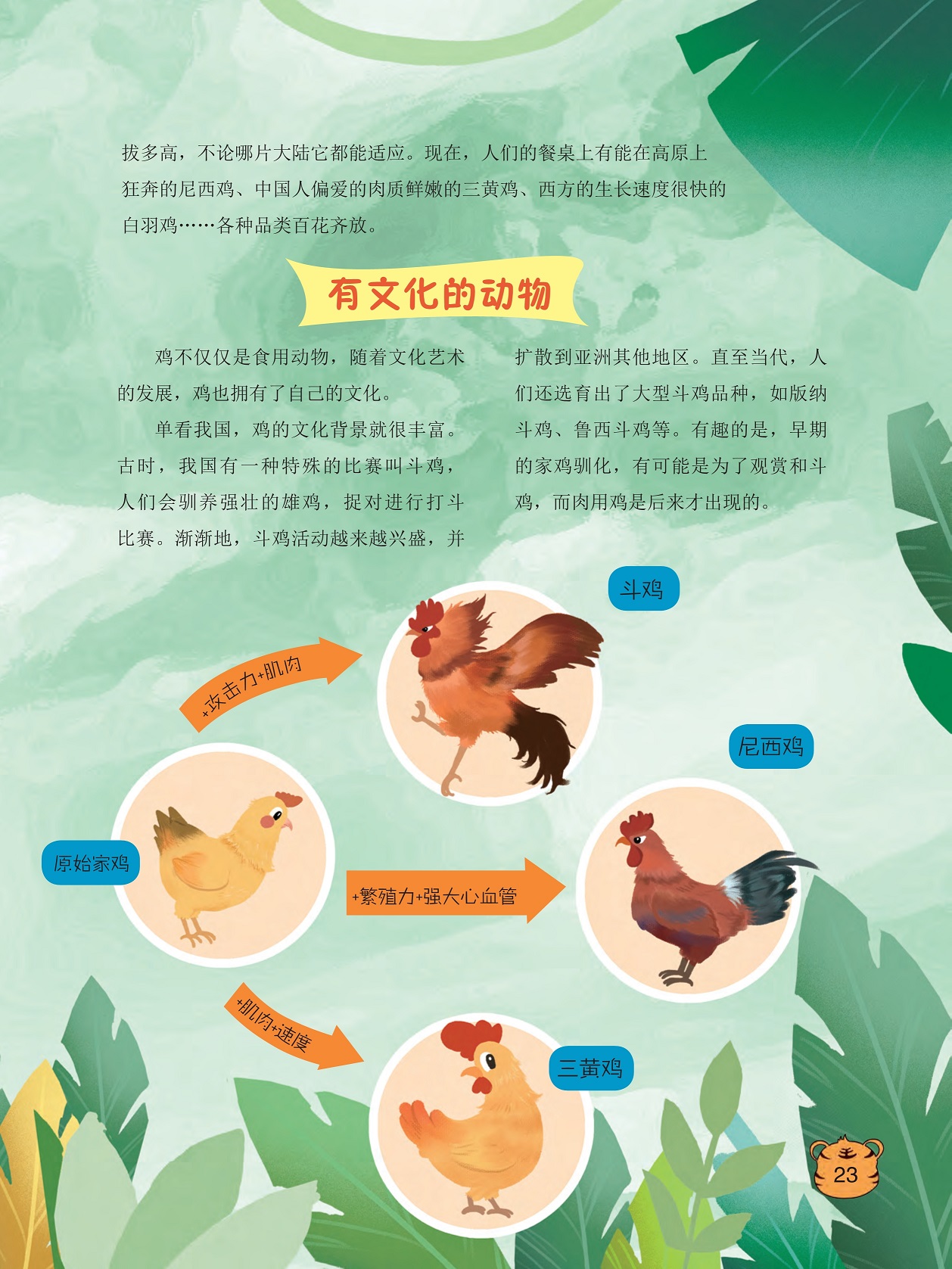 鸡的文化背景很丰富,人们还选育出了大型斗鸡品种