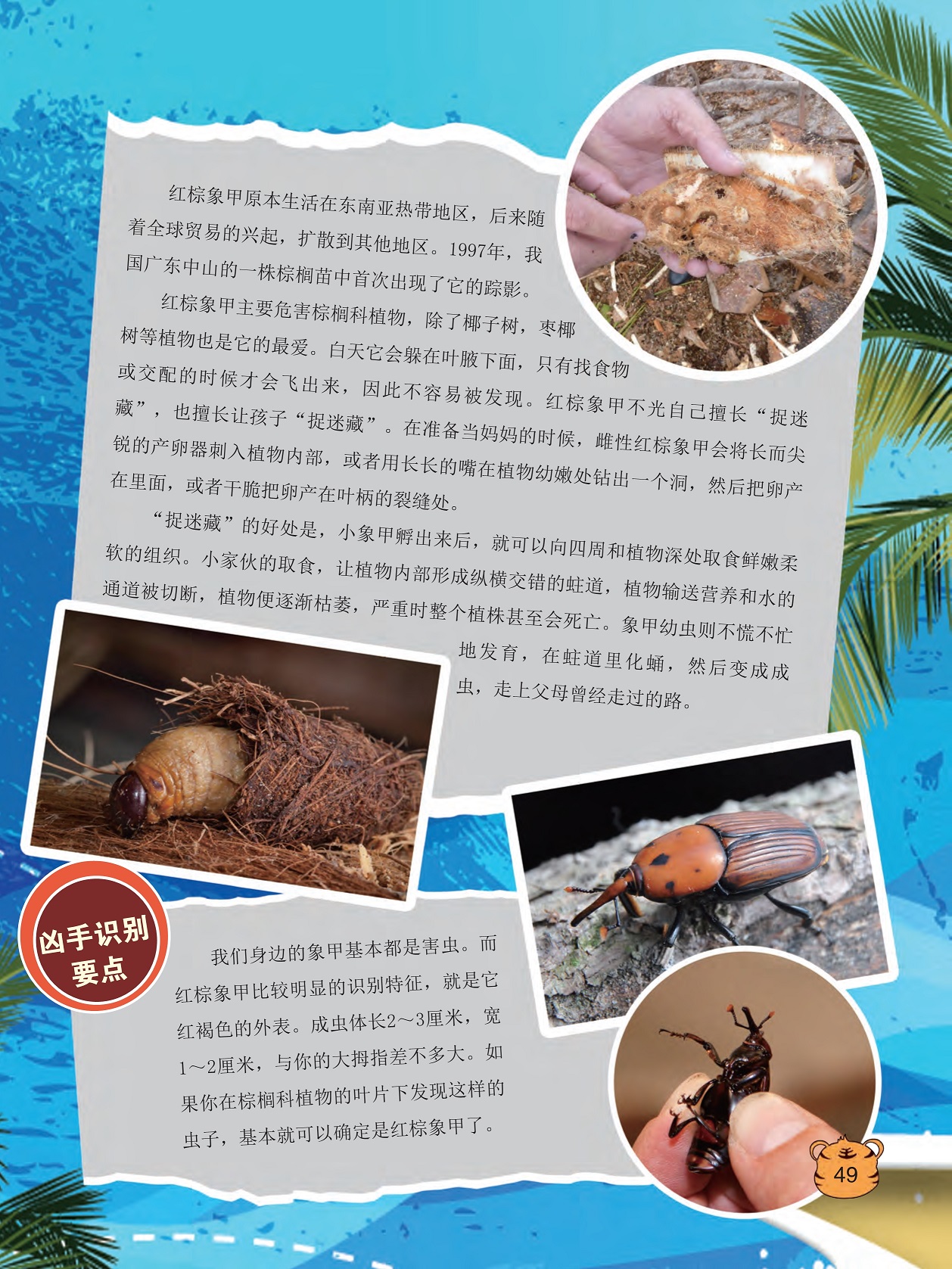 红棕象甲原本生活在东南亚热带地区,我们身边的象甲基本都是害虫