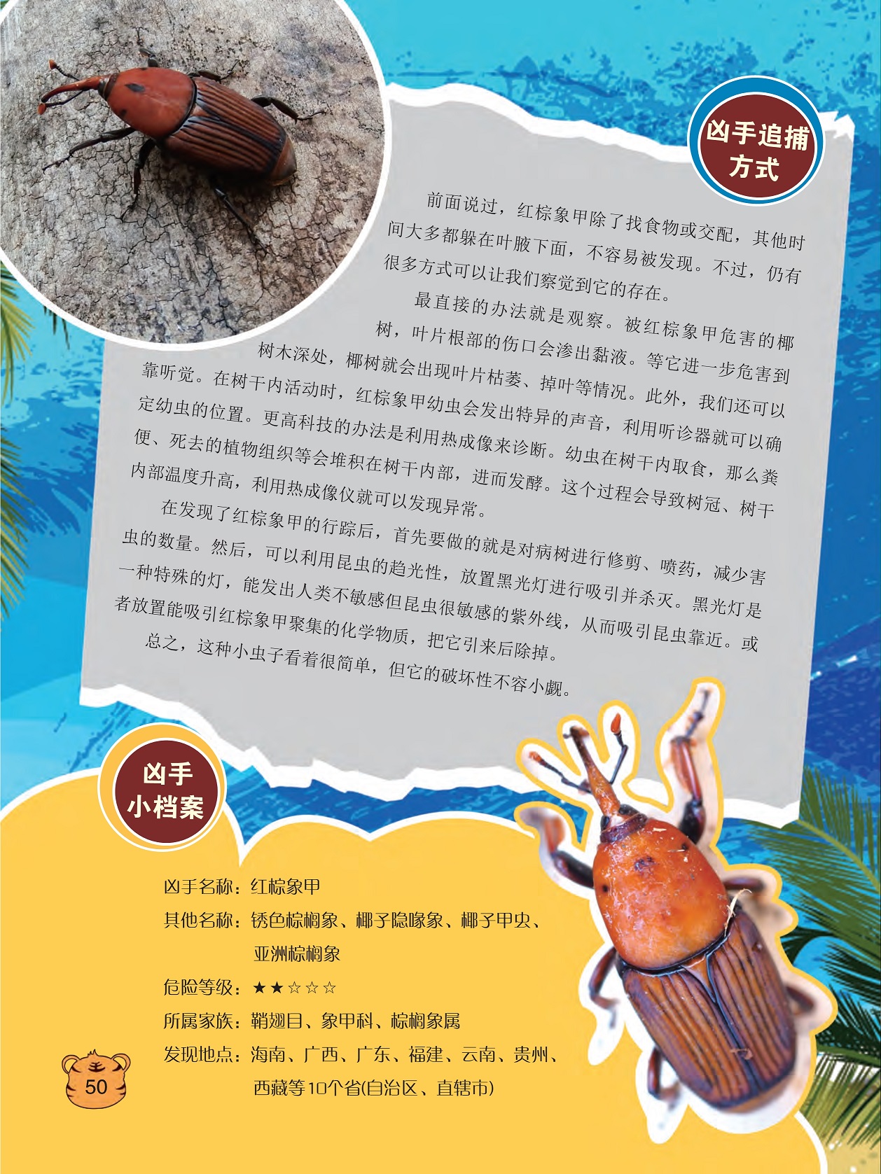 吸引红棕象甲聚集的化学物质,红棕象甲的破坏性不容小觑