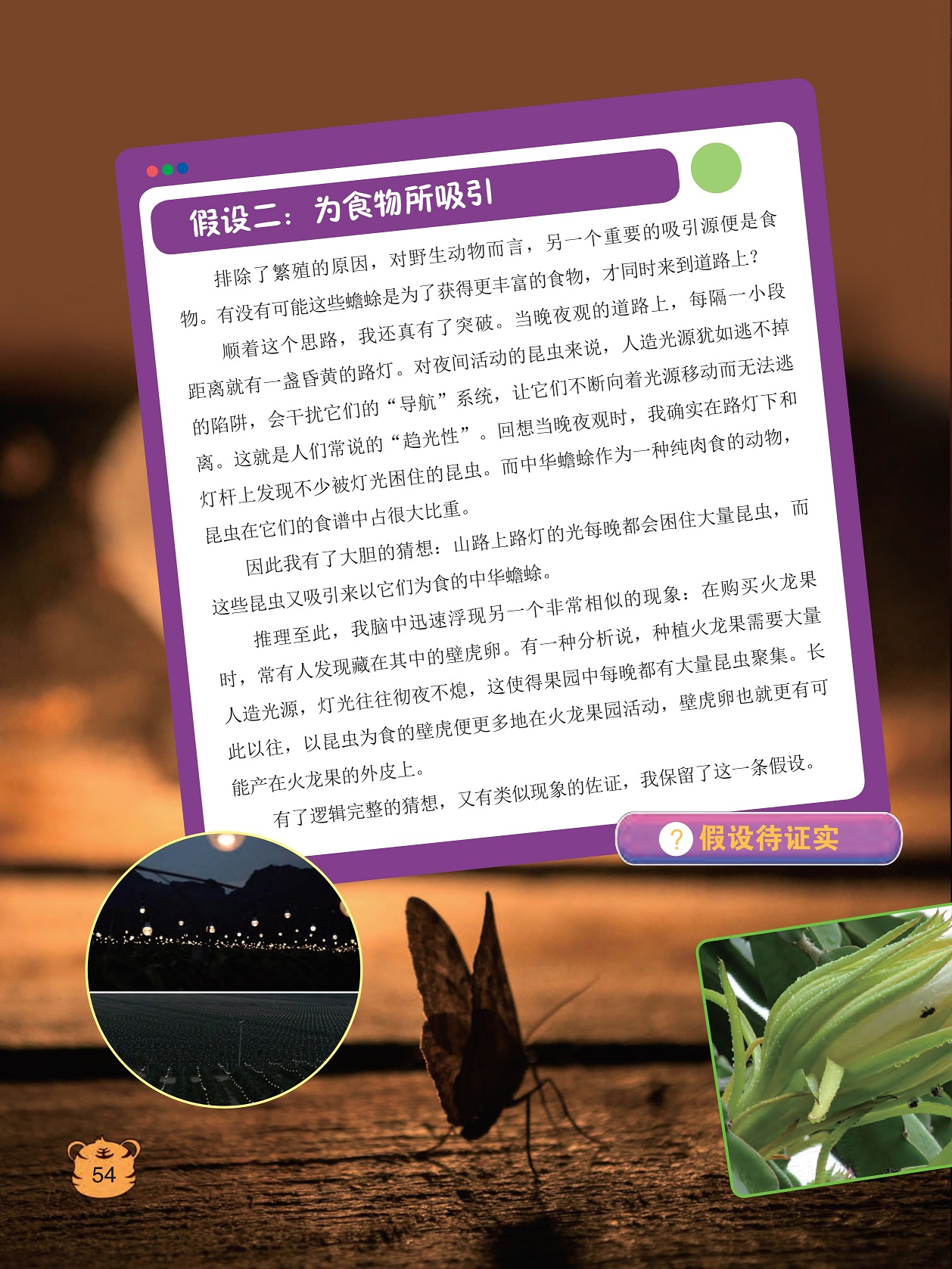 山路上路灯的光每晚都会困住大量昆虫,以昆虫为食的壁虎便更多地在火龙果园活动