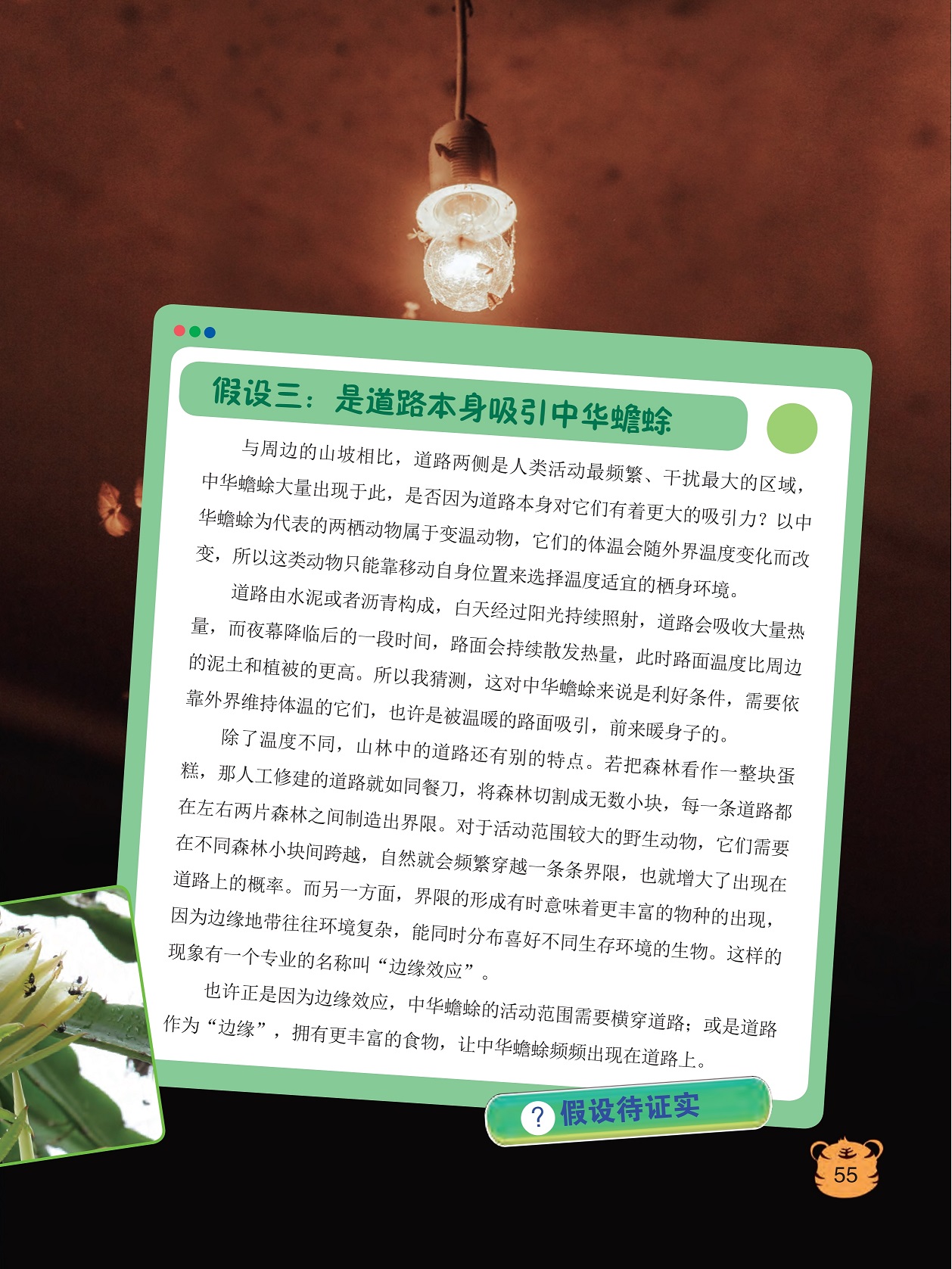 以中华蟾蜍为代表的两栖动物属于变温动物,边缘地带往往环境复杂