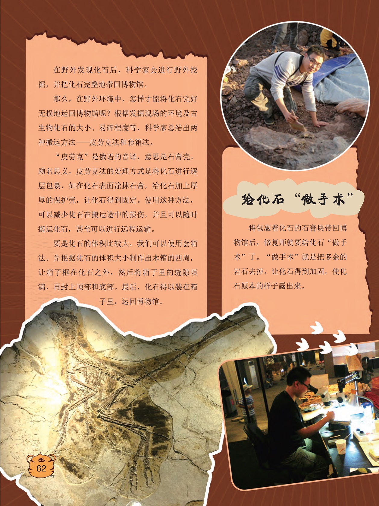 把化石完整地带回博物馆,减少化石在搬运途中的损伤