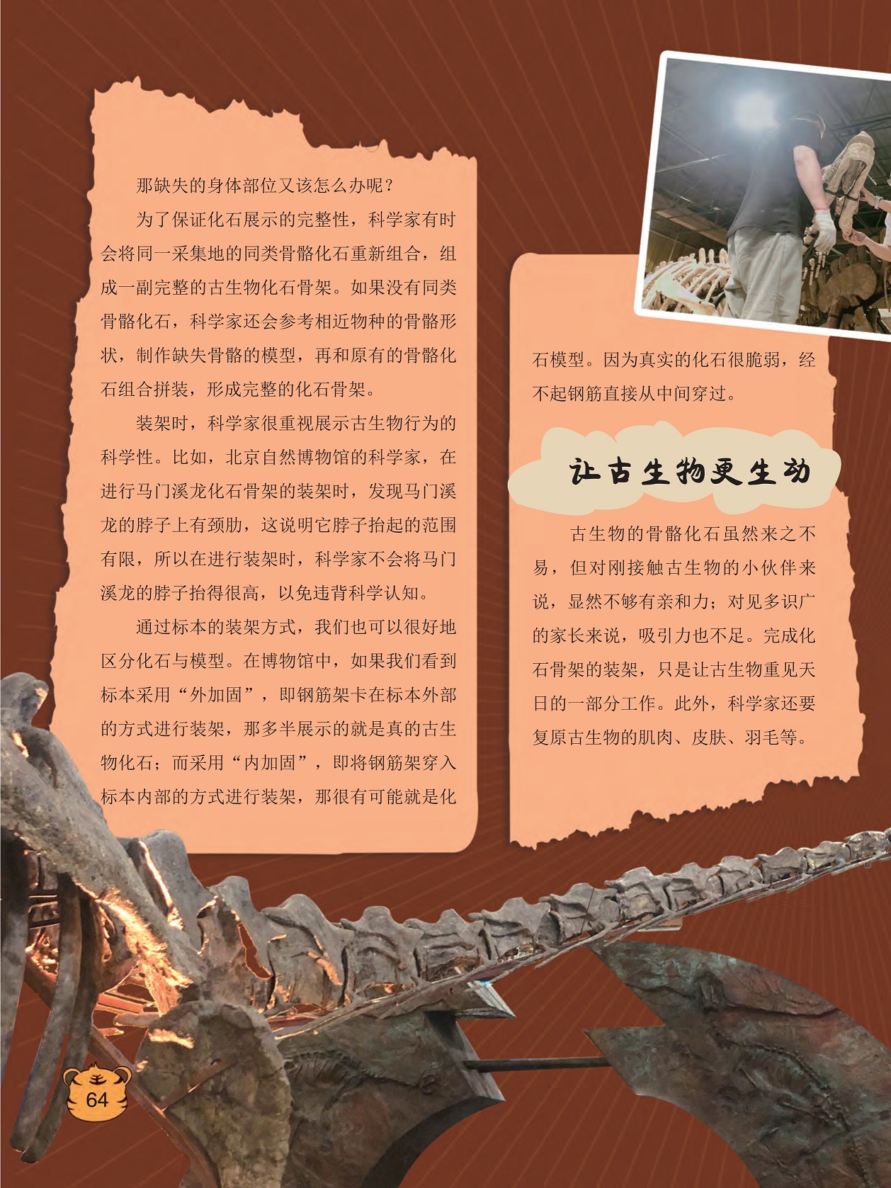 保证化石展示的完整性,区分化石与模型