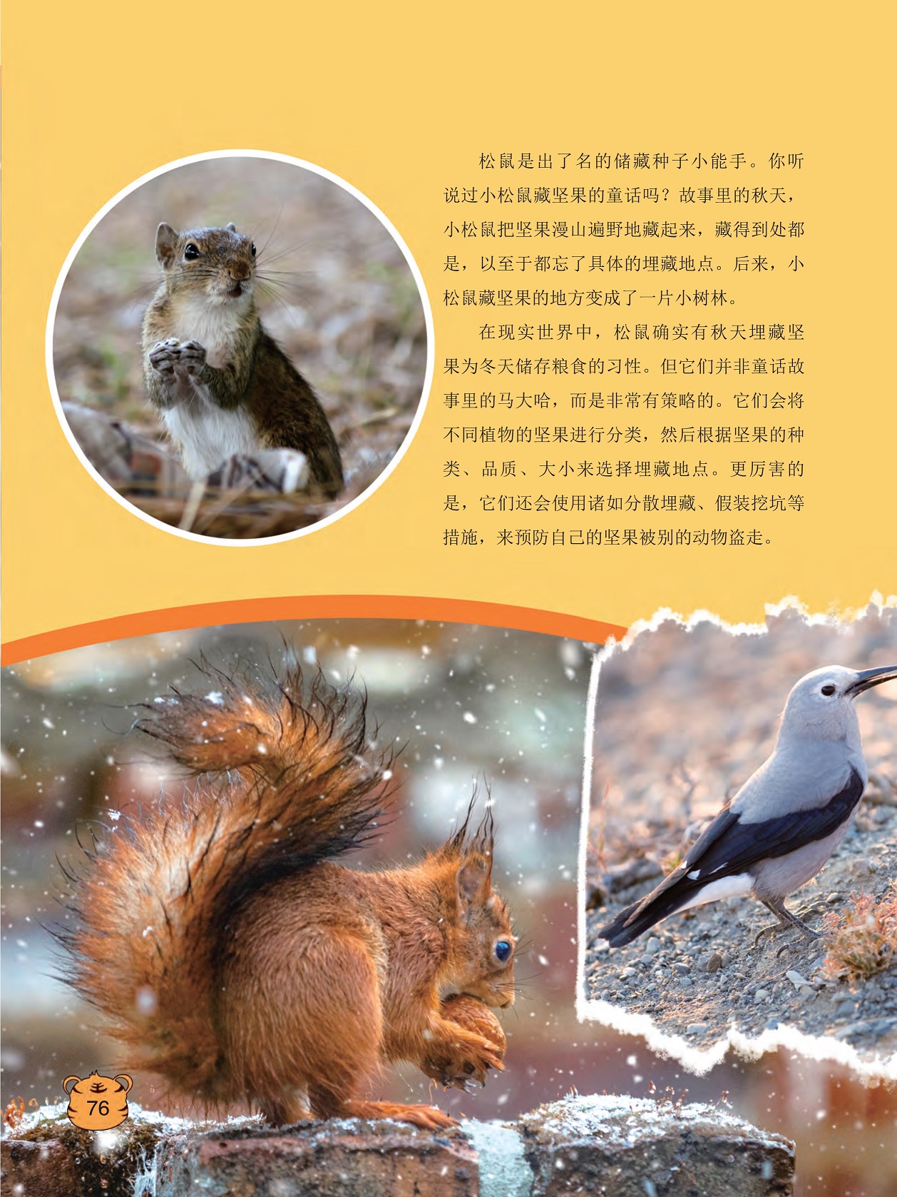 松鼠是出了名的储藏种子小能手,松鼠确实有秋天埋藏坚果为冬天储存粮食的习性
