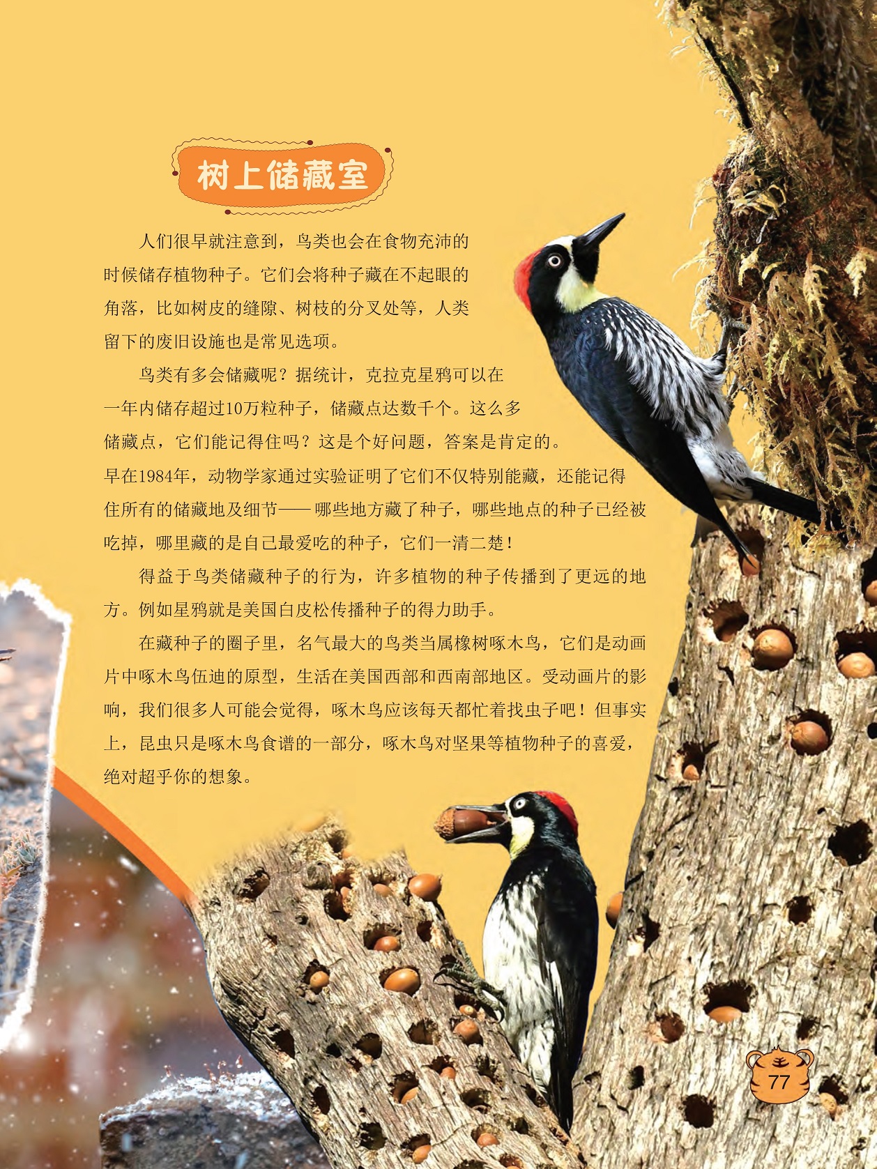 鸟类也会在食物充沛的时候储存植物种子,星鸦是美国白皮松传播种子的得力助手