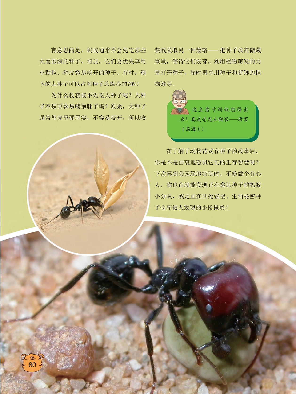 蚂蚁通常不会先吃那些大而饱满的种子,动物花式存种子的故事