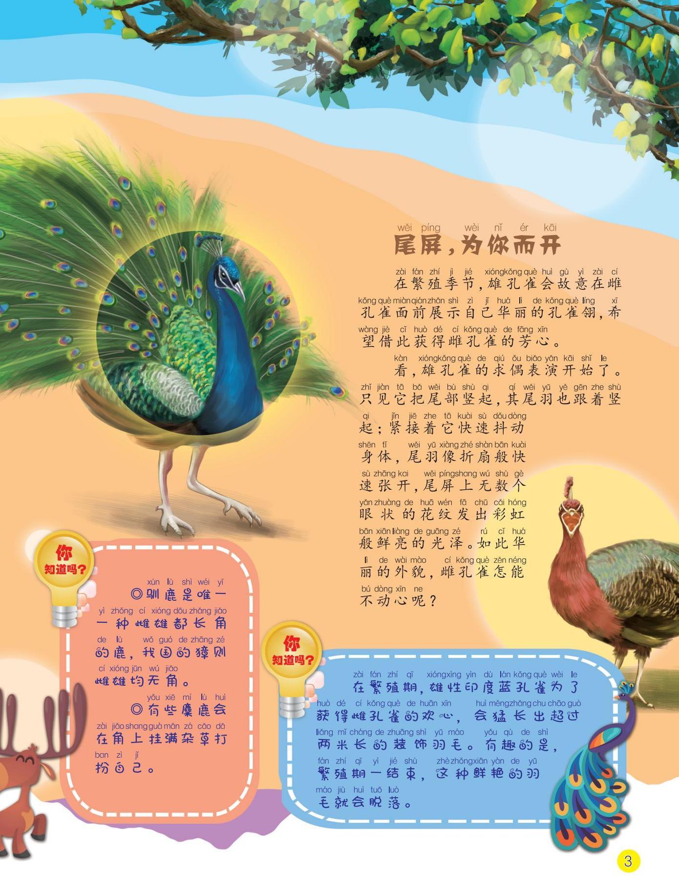 孔雀,繁殖期,羽毛