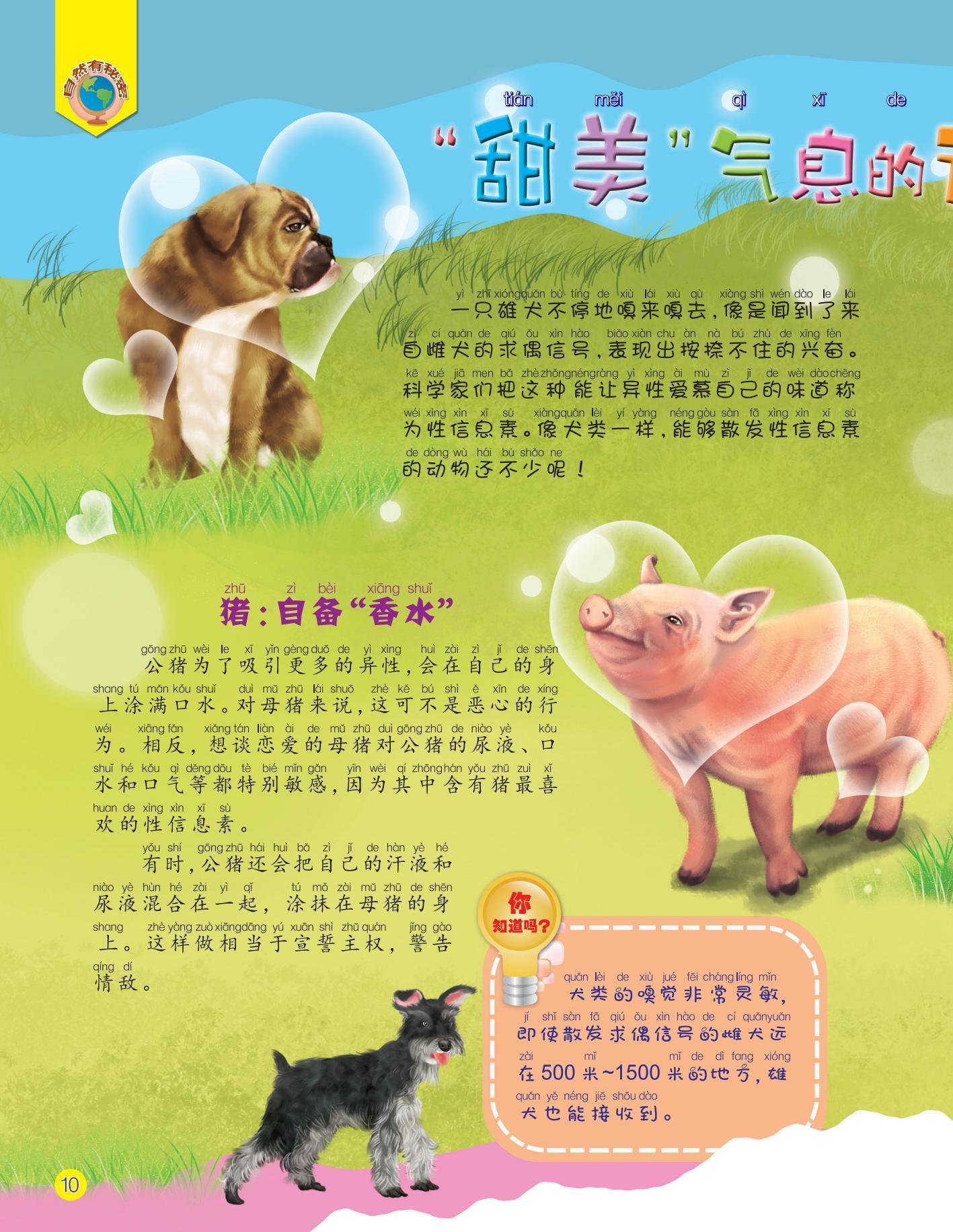 甜美,猪,犬类,嗅觉