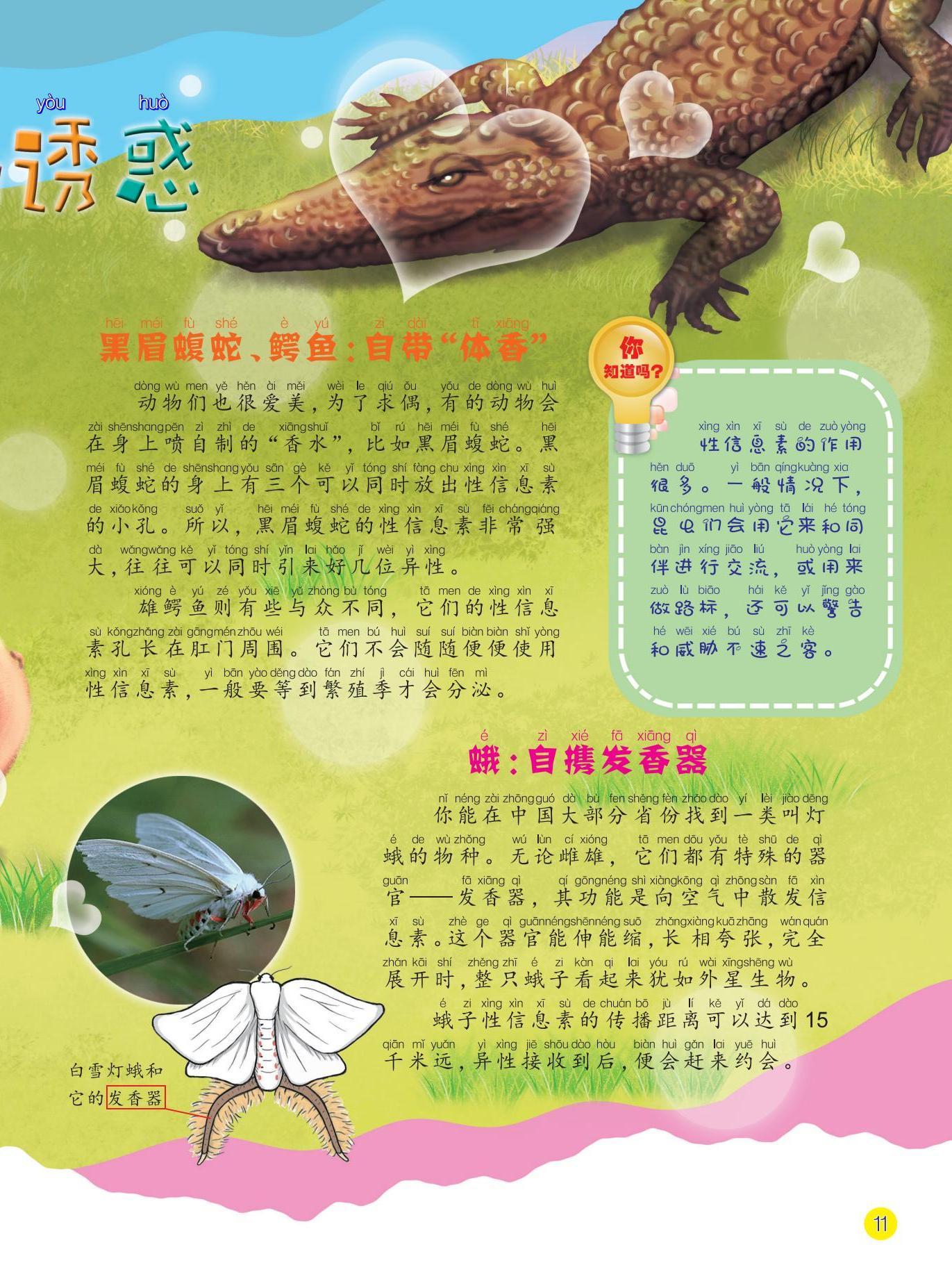 黑眉蝮蛇,鳄鱼,蛾