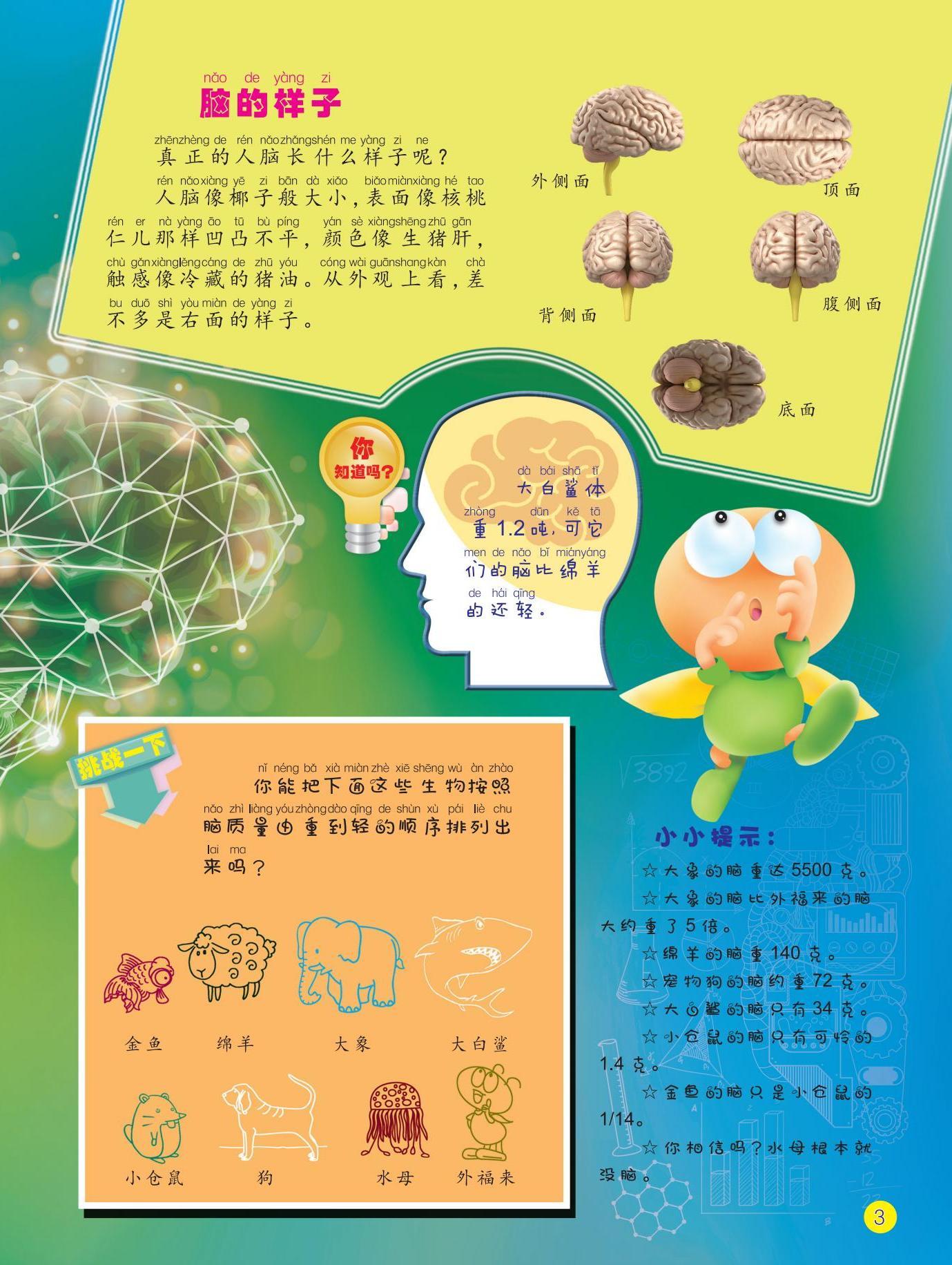 样子,大小,凹凸不平 样子,大小,凹凸不平