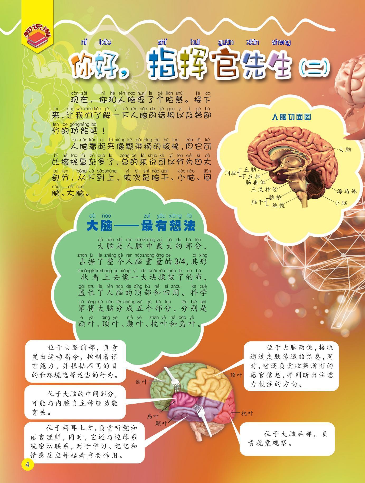 大脑,想法,功能