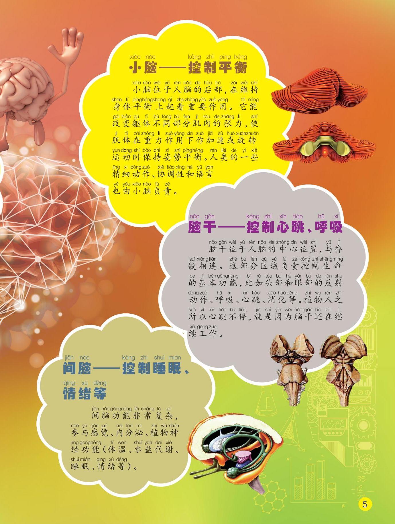 小脑,脑干,间脑