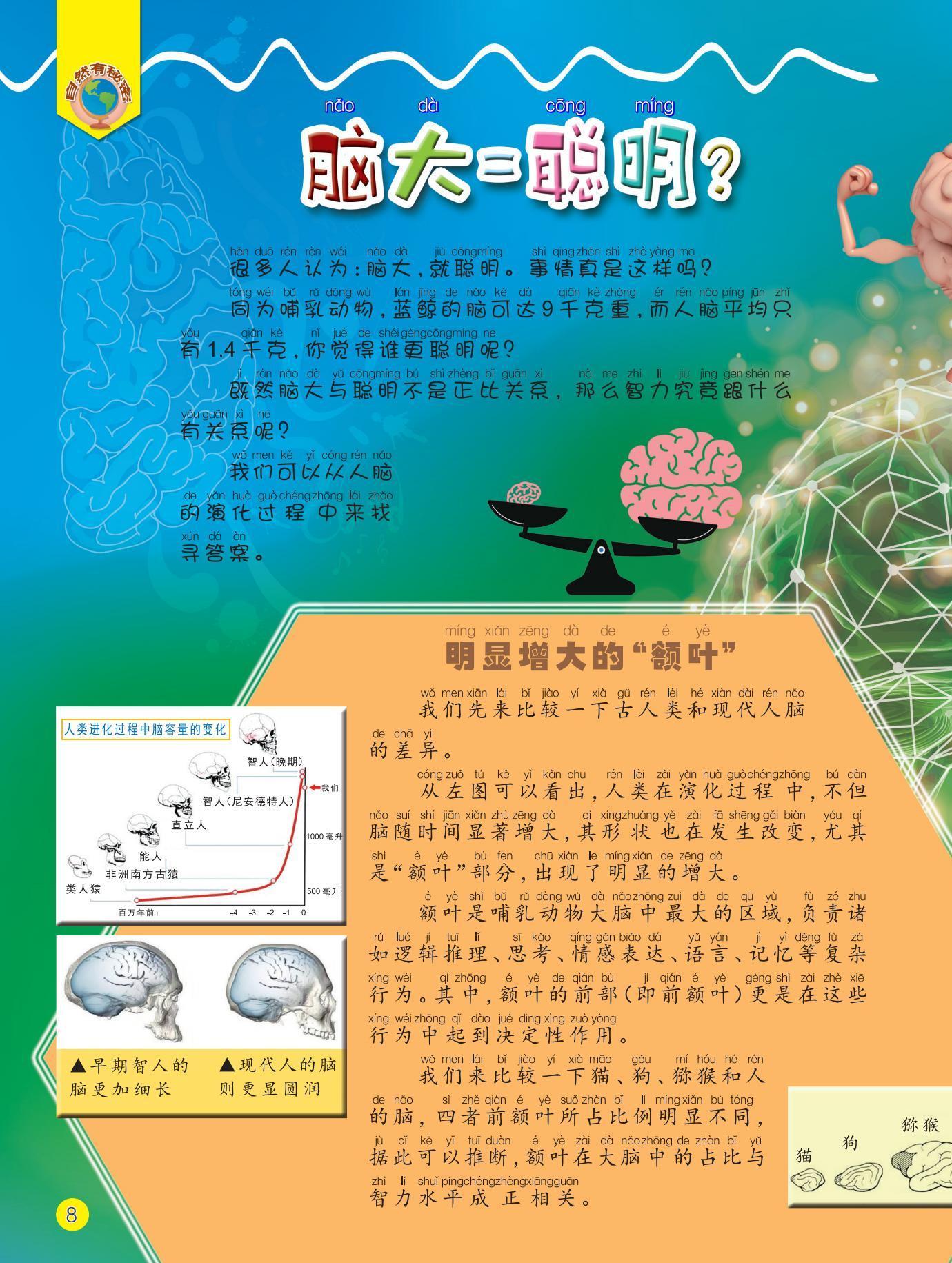 聪明,额叶,差异,演化