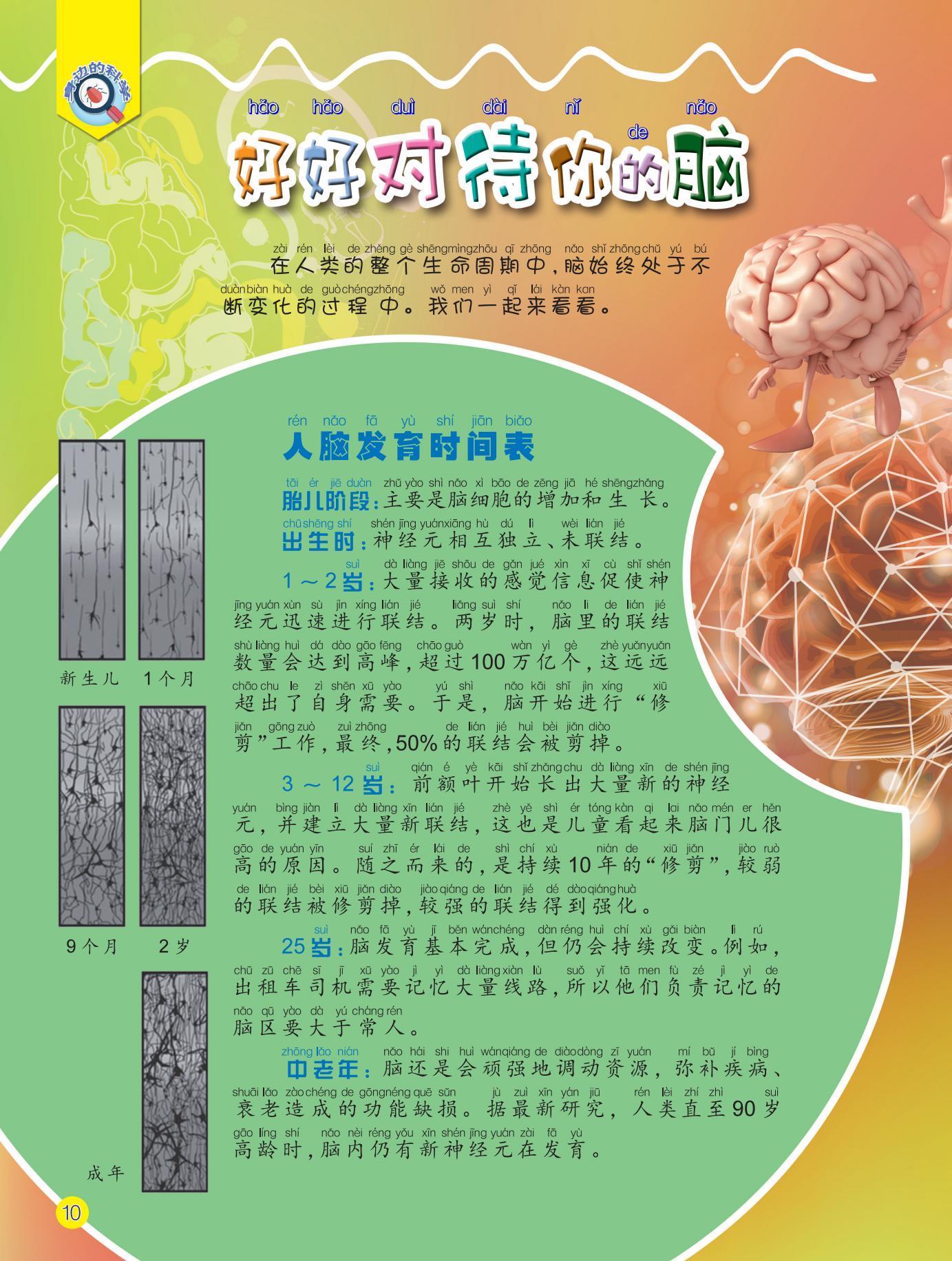 人脑,发育,脑细胞,联结