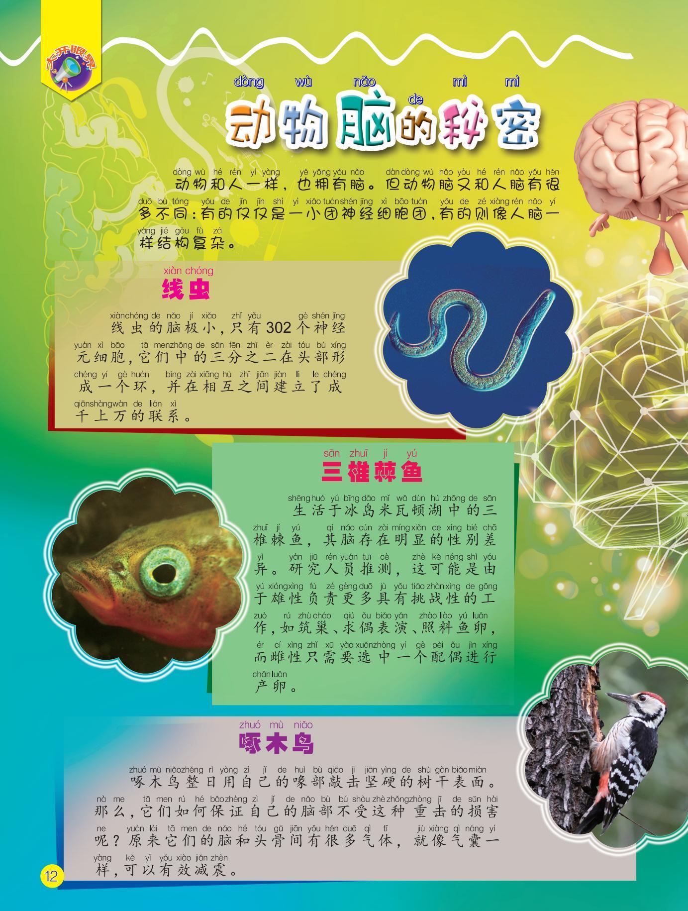动物脑,秘密,线虫,啄木鸟