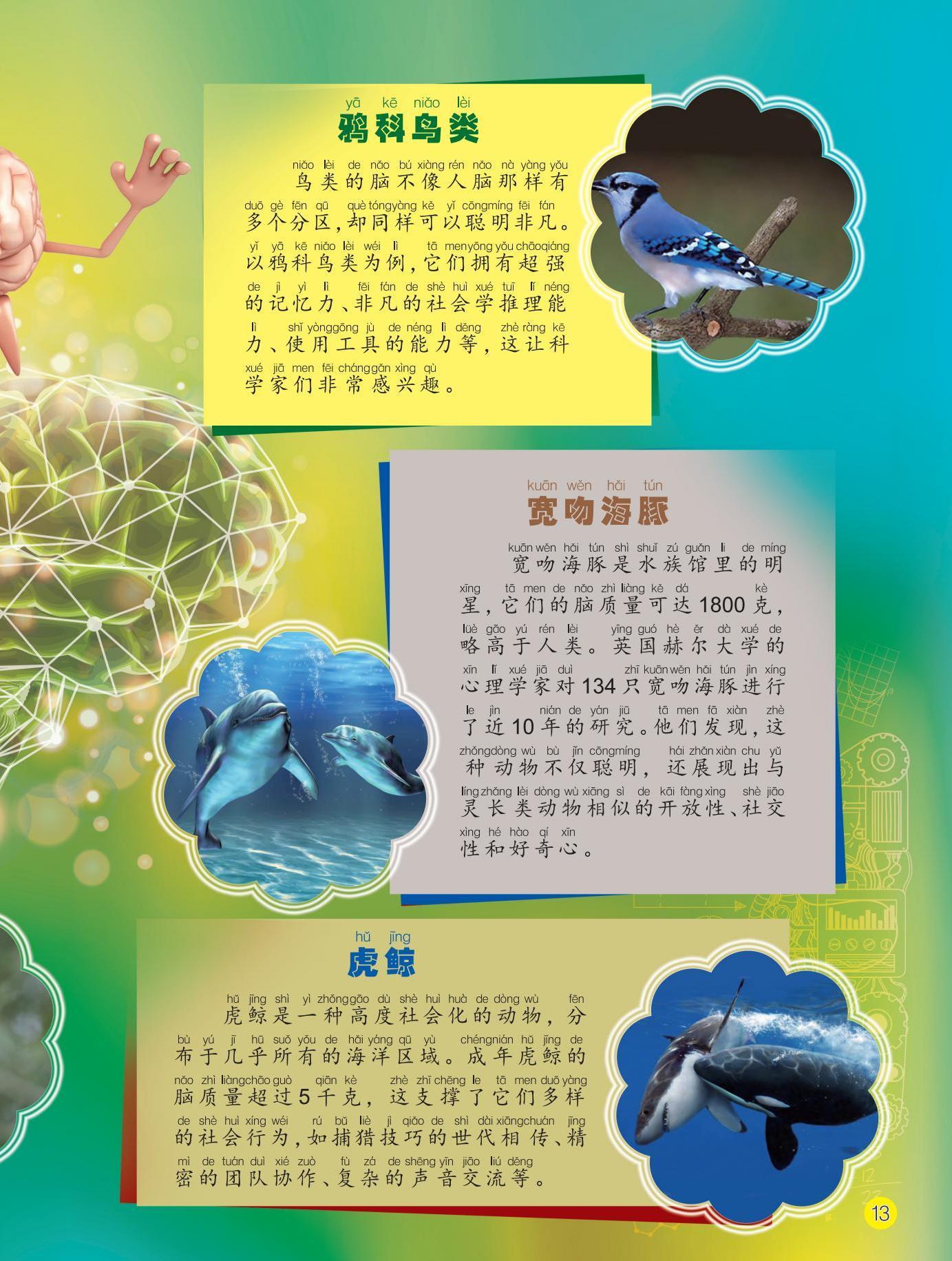 鸦科鸟类,宽吻海豚,虎鲸