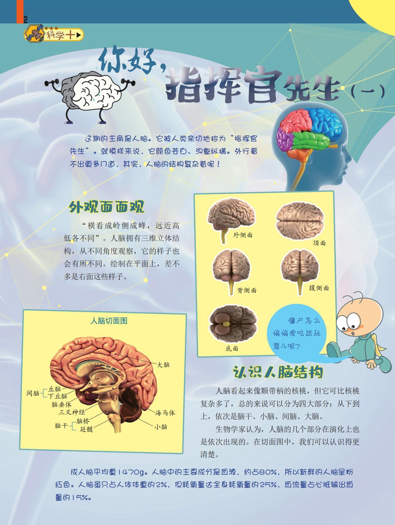 指挥官先生,面观,人脑结构 指挥官先生,面观,人脑结构