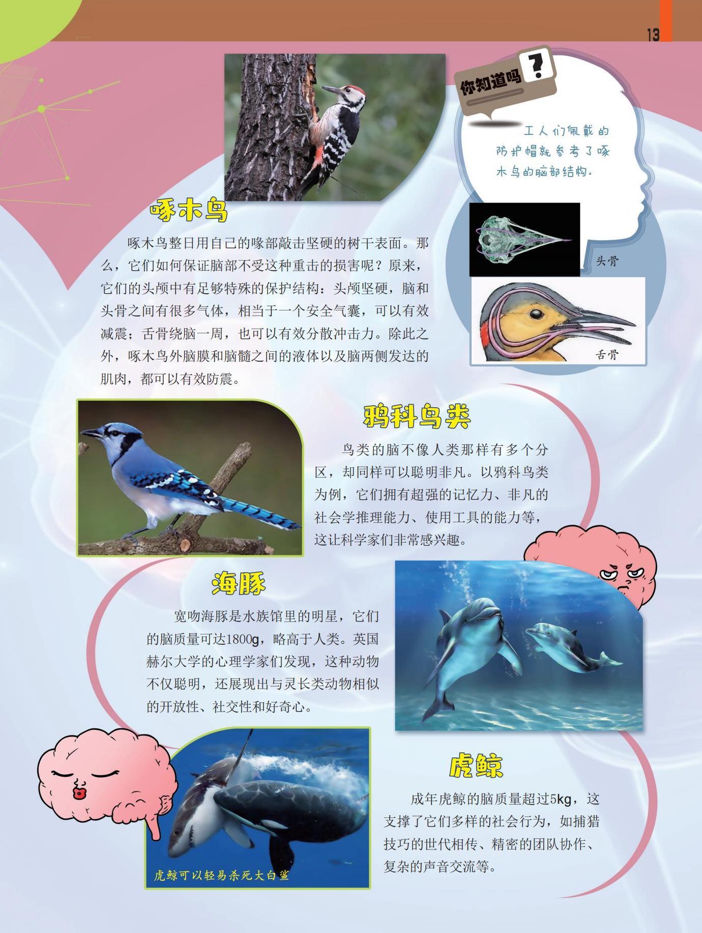 啄木鸟,鸦科鸟类,虎鲸