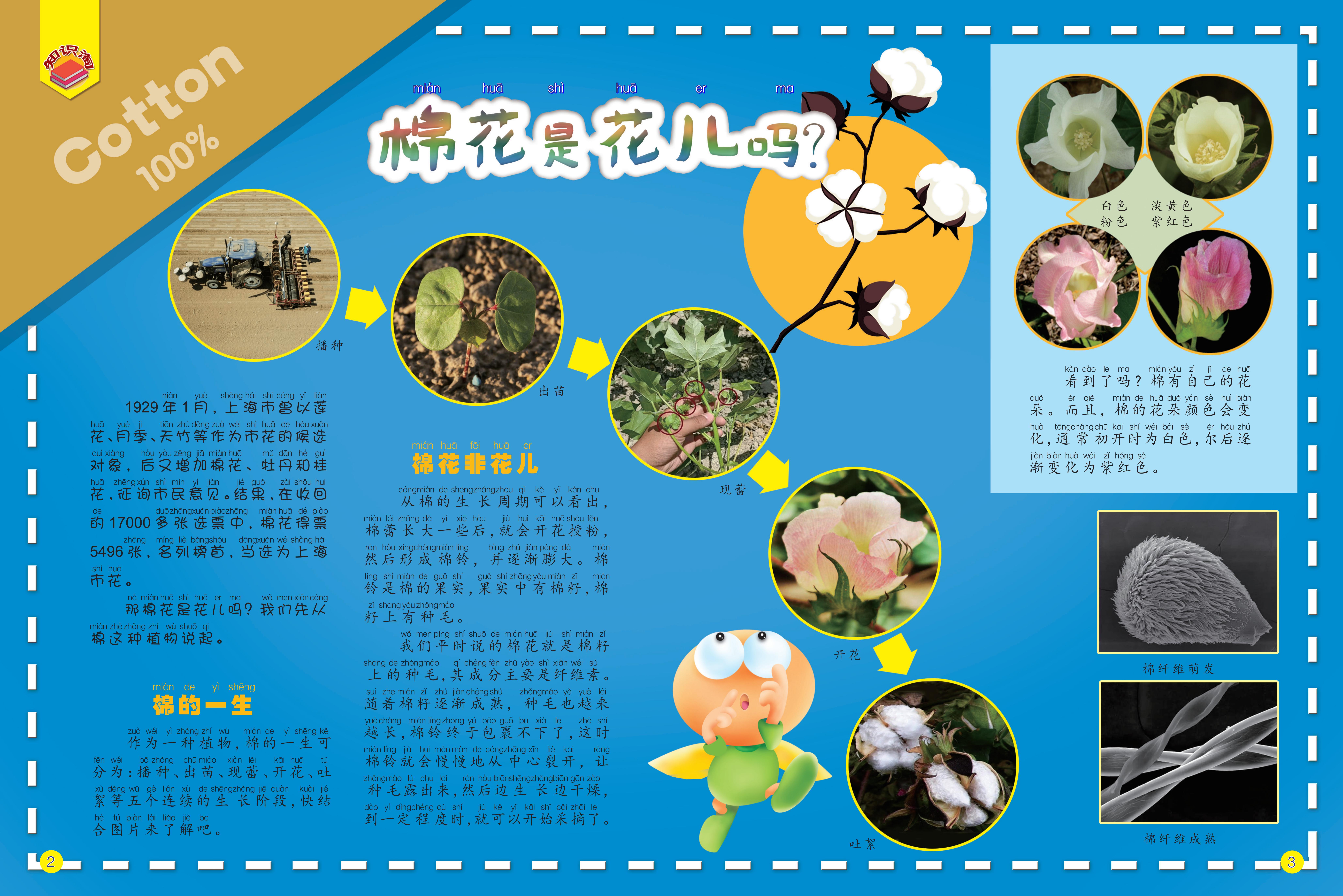 棉花,上海市花,植物,采摘