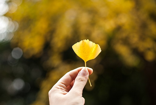 秋令太过，肺先受病