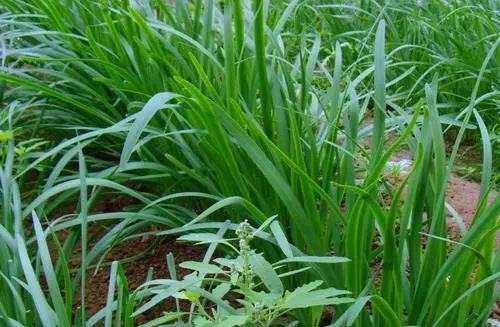 韭菜