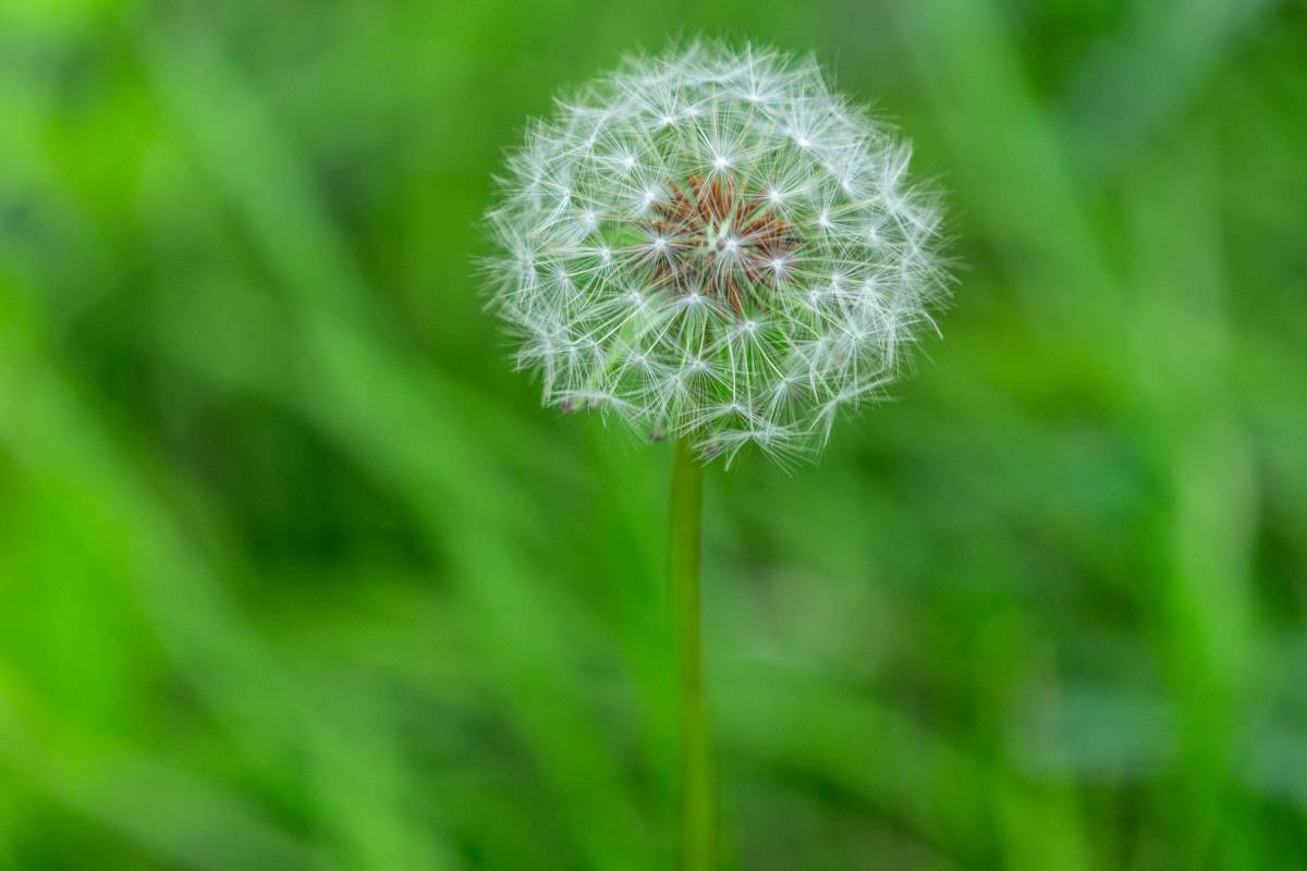 蒲公英 蒲公英
