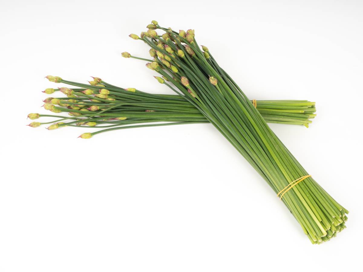 韭菜 韭菜