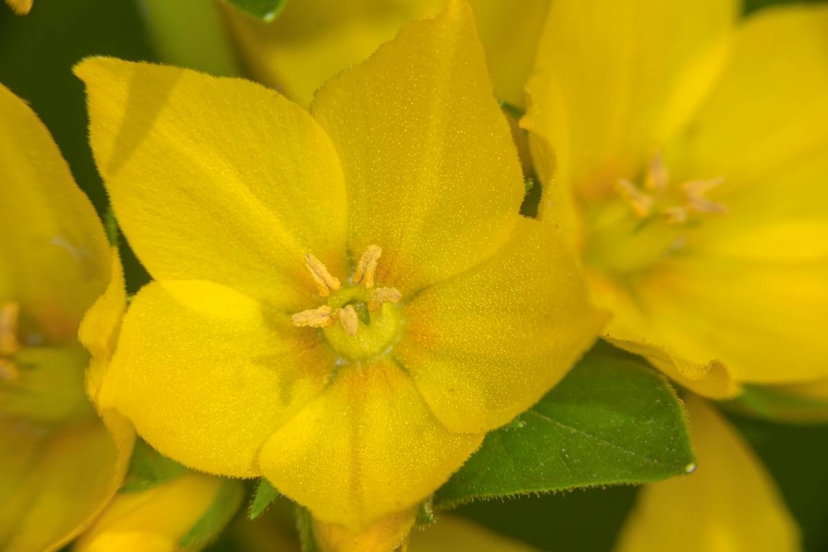 金钱草,草药,活血止痛