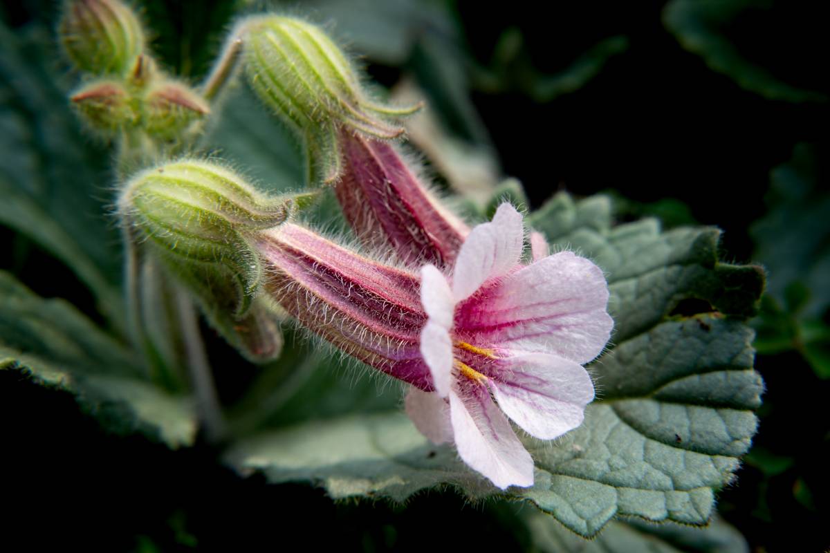 地黄,药材,配方