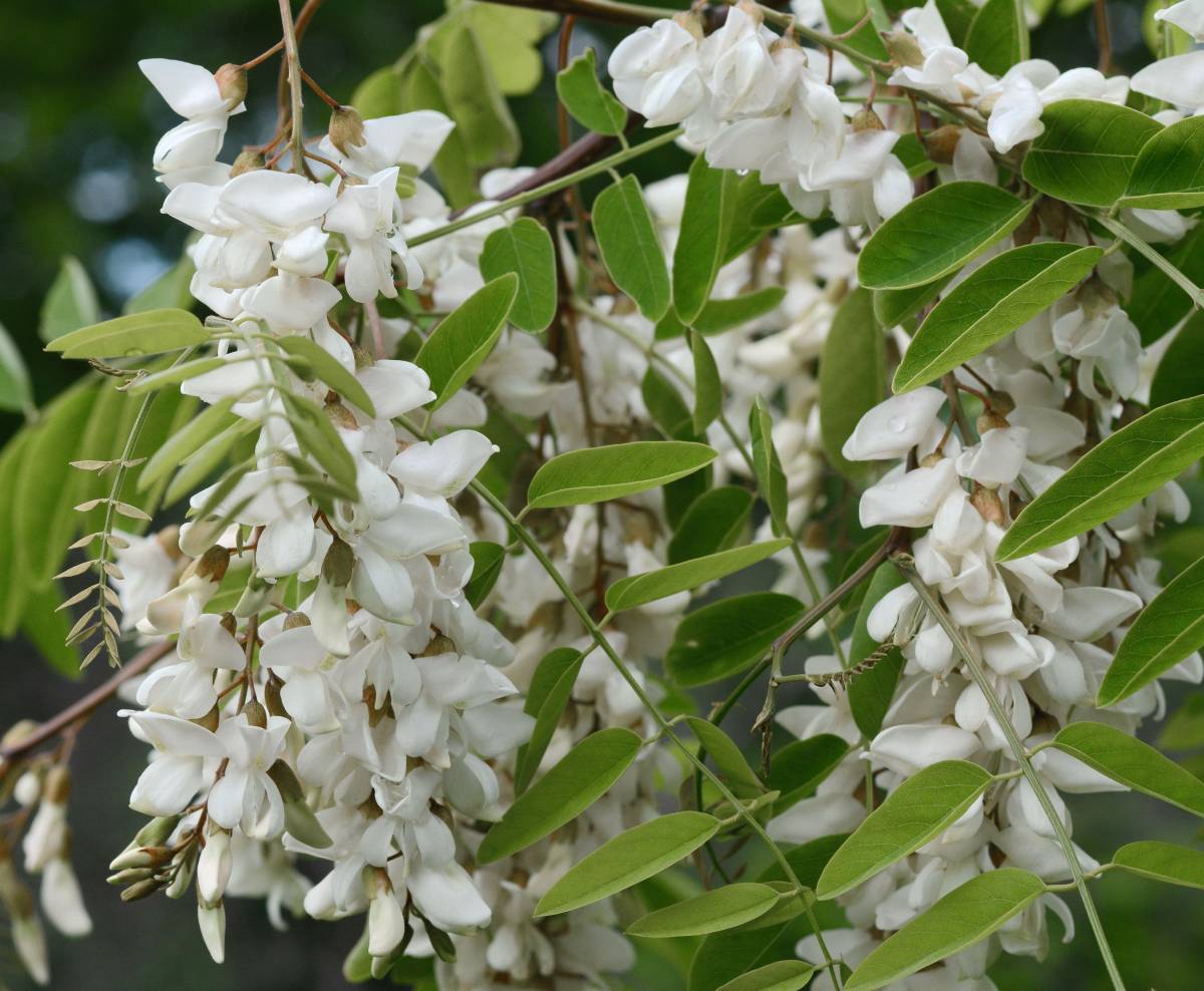 刺槐,槐角,性寒凉