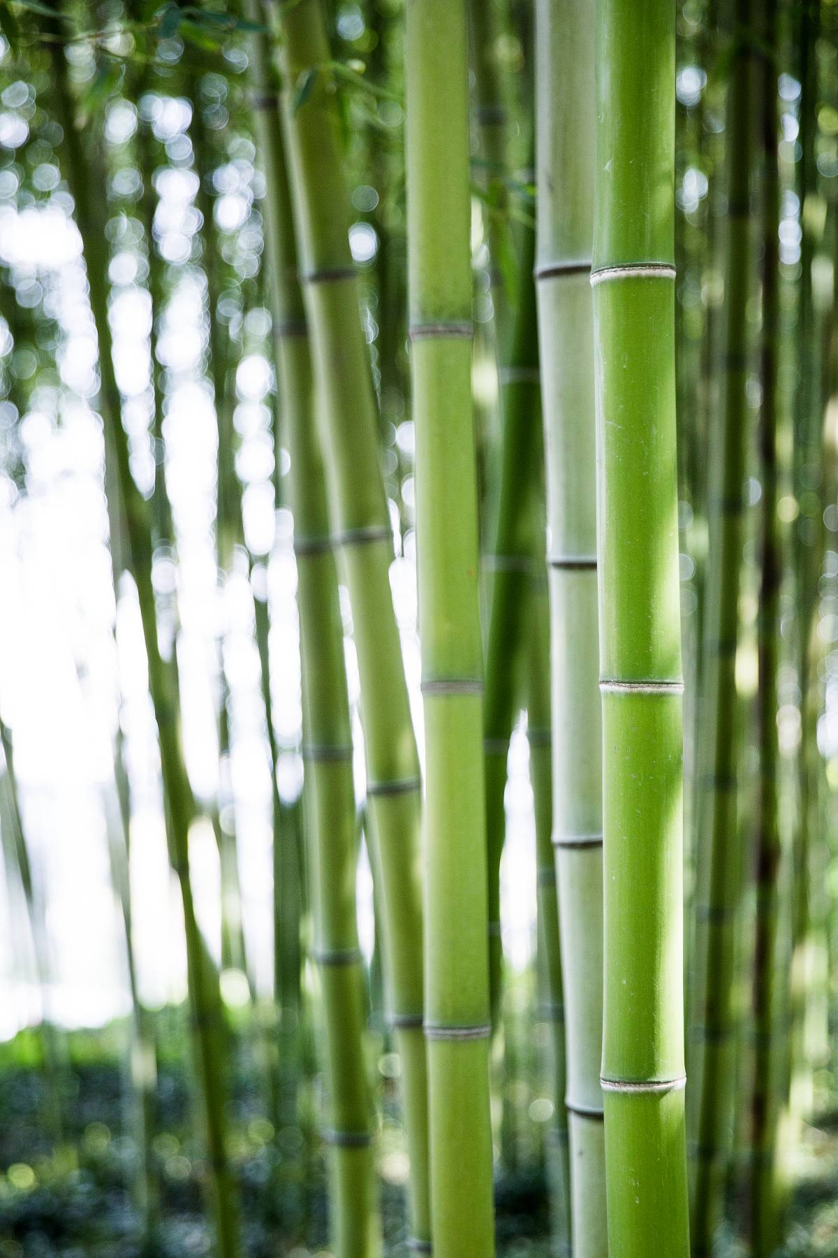 竹茹,醋煮口漱,牙龈出血