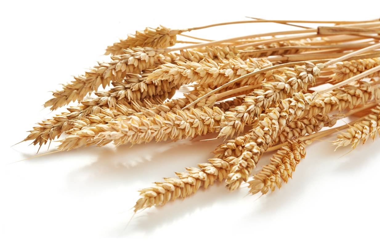 小麦,君药,养心益脾,清热润燥