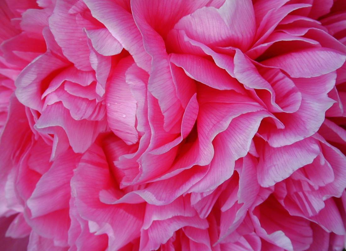 芍药,止痛,收敛,静脉