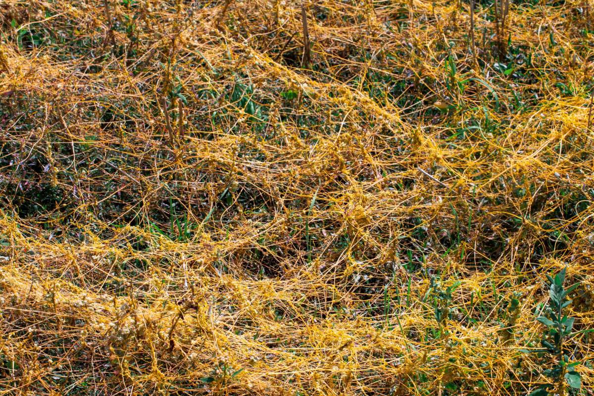 菟丝子,农作物,心甘性平,补肾