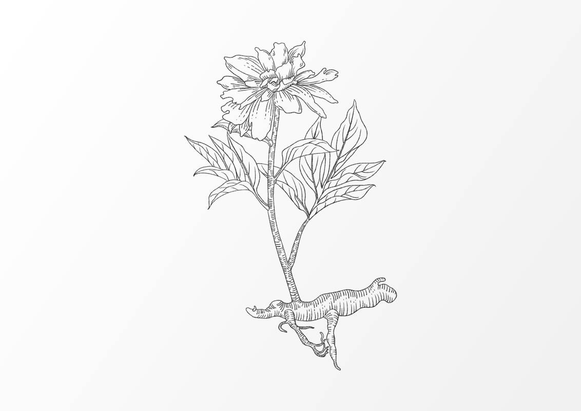 白芍,敛阴,散寒,补脾生血