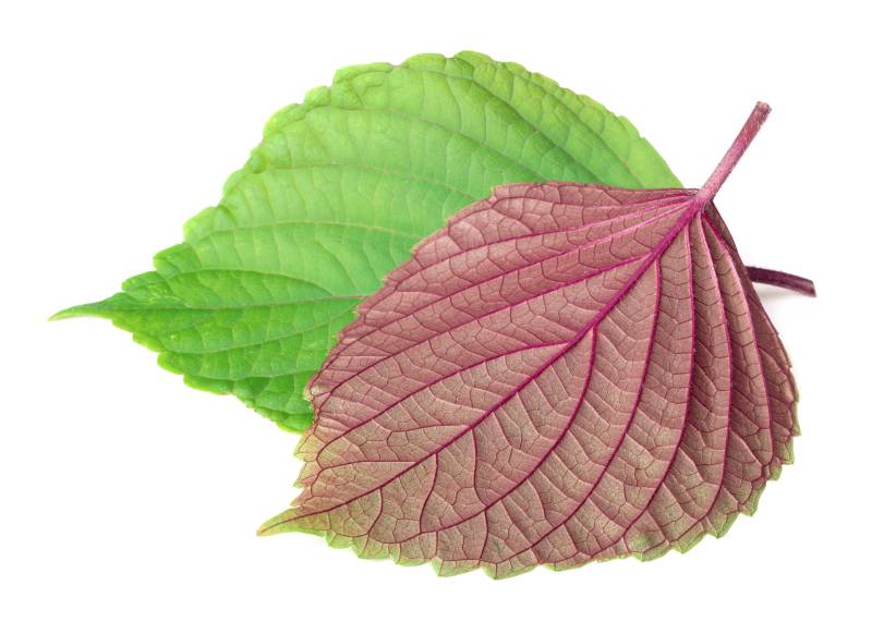 食疗,生姜,性味辛温,降气化痰