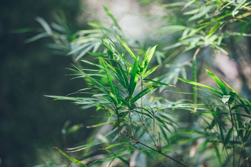 竹叶,微寒,渗湿利尿