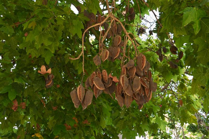 酸枣仁,养心补肝,宁心安神,敛汗,生津 酸枣仁,养心补肝,宁心安神,敛汗,生津