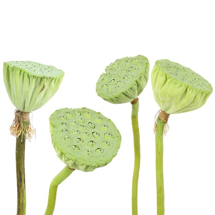 藕节也是药，功同莲蓬