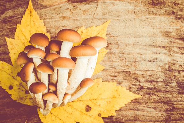 用来炒菜、炖汤，味道最棒