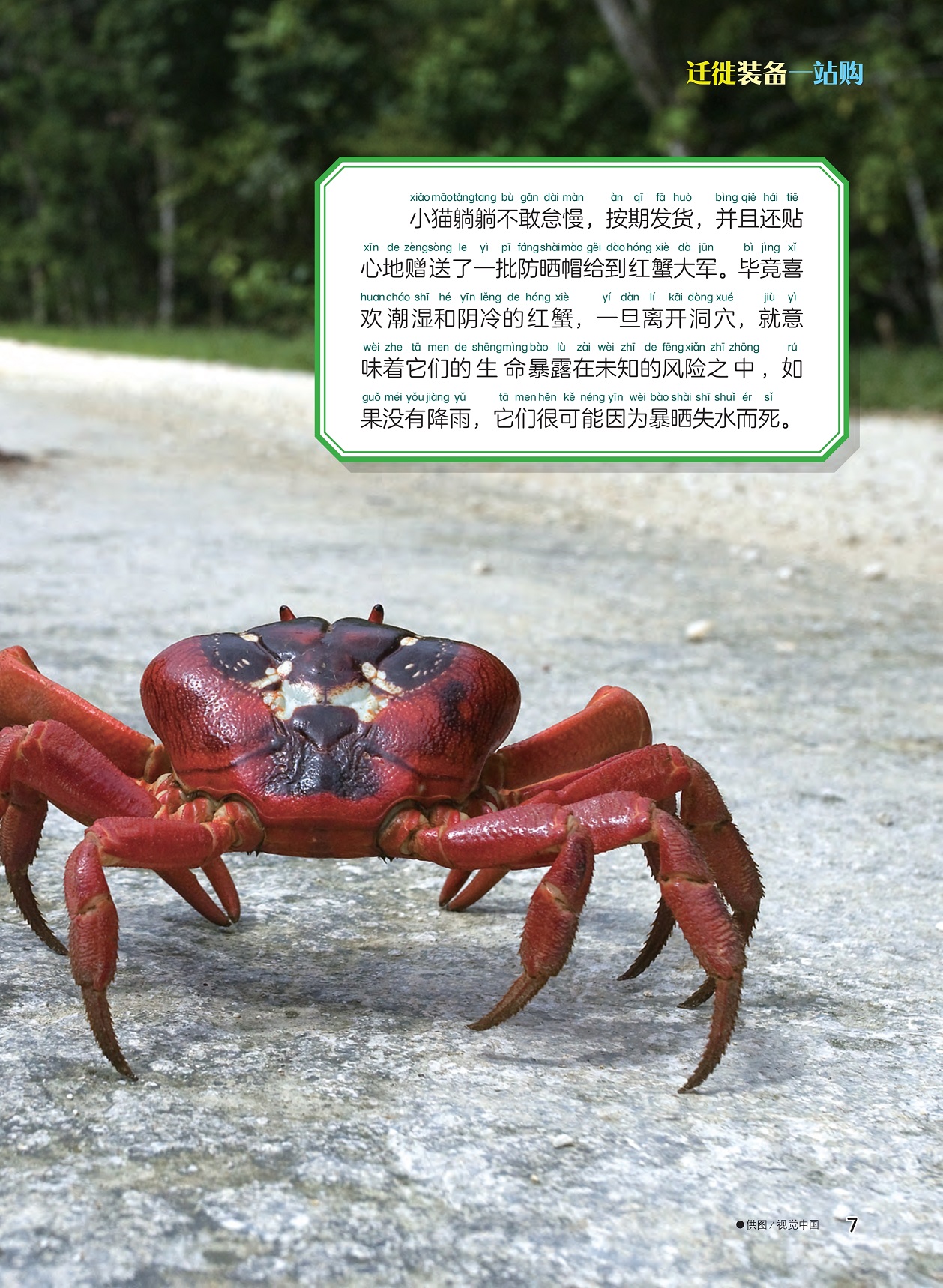 给红蟹送防晒帽,红蟹可能因为暴晒失水而死