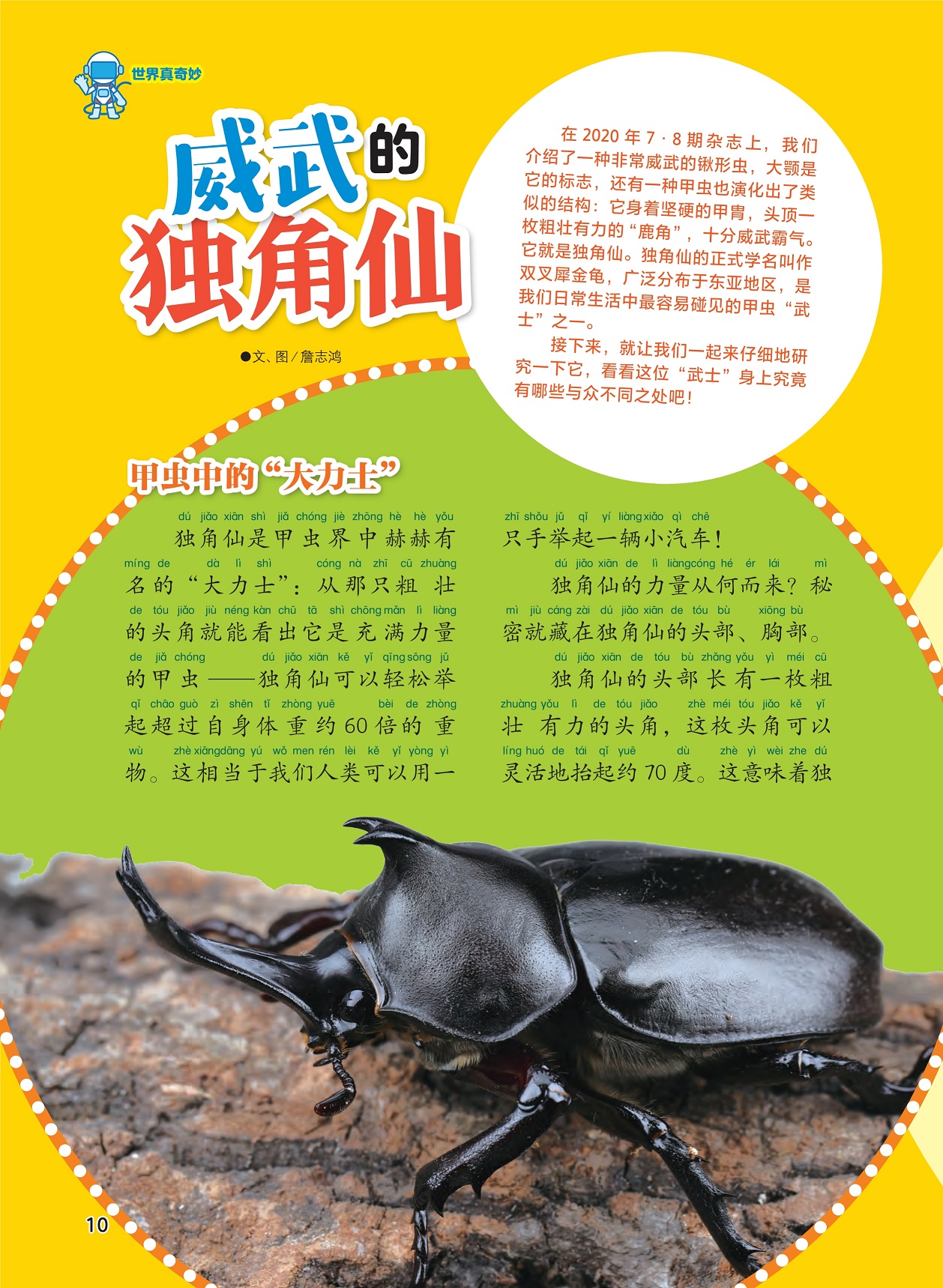 甲虫中的大力士,威武的独角仙