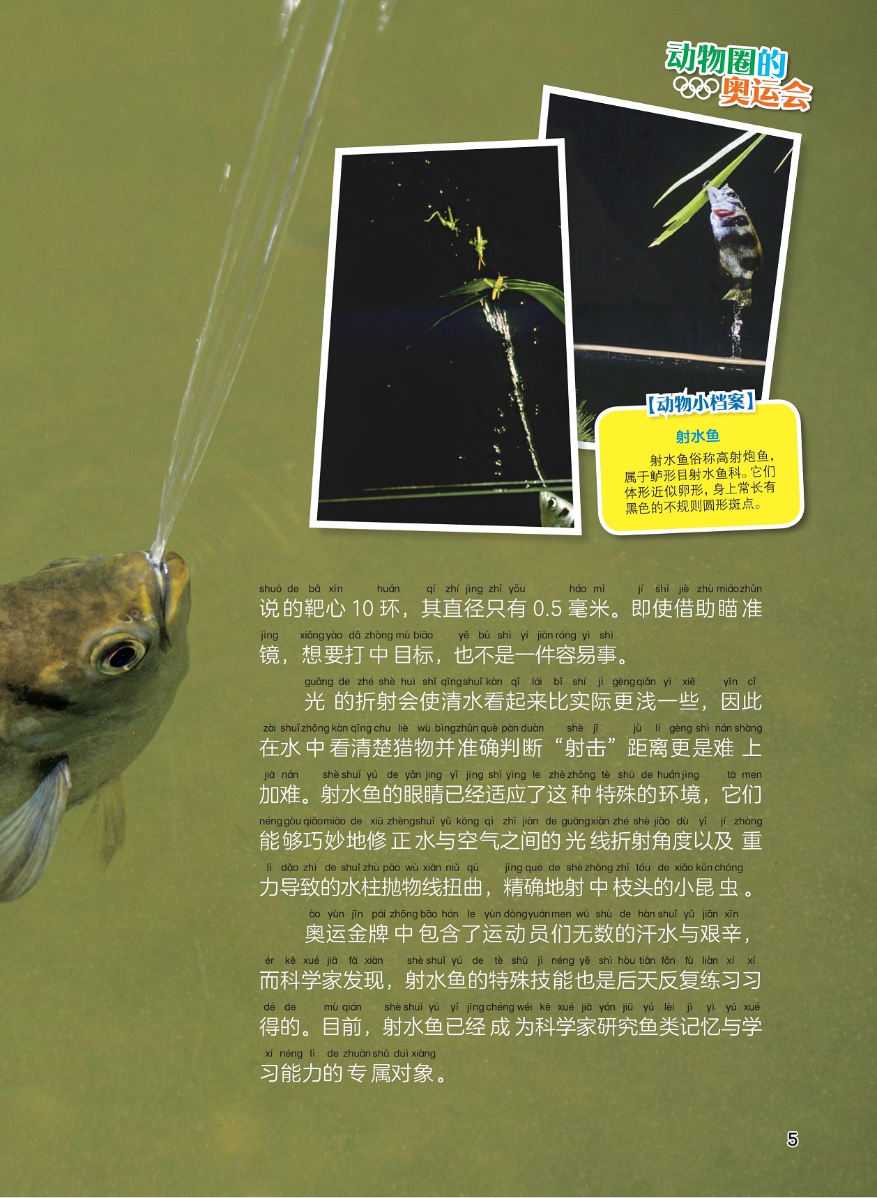 射水鱼的眼睛适应了特殊环境,射水鱼成为科学家研究鱼类的对象