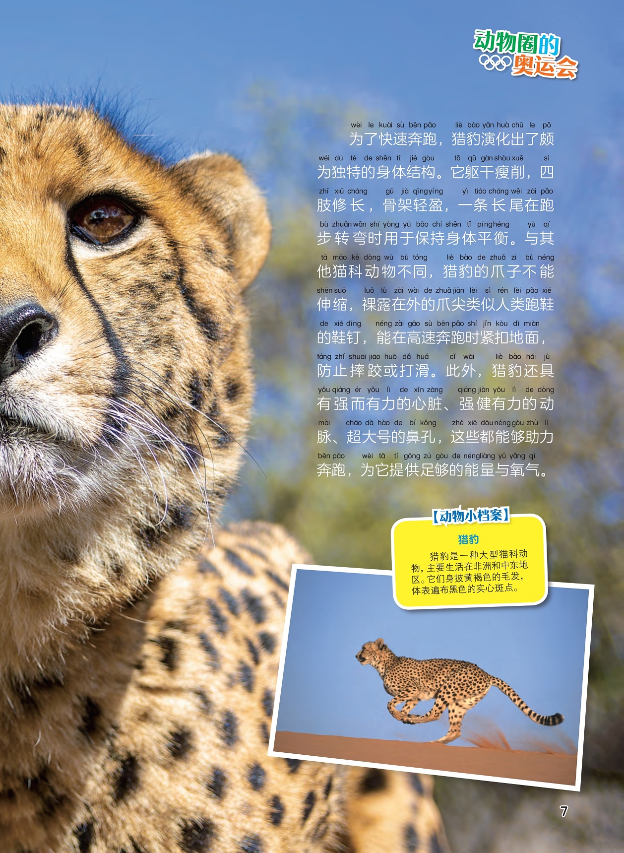 猎豹演化出独特的身体结构,猎豹是大型猫科动物