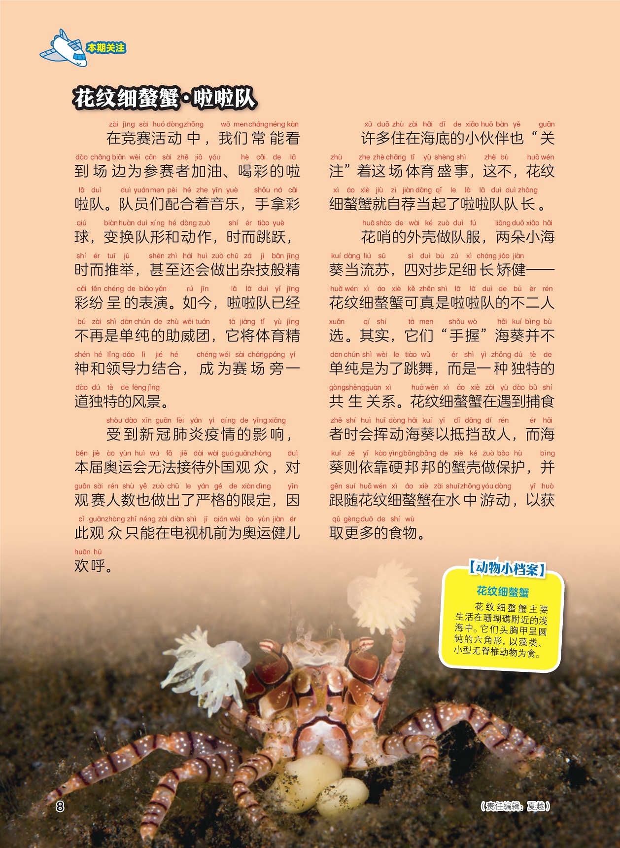 啦啦队成为赛场的风景,花纹细螯蟹主要生活在珊瑚礁附近浅海