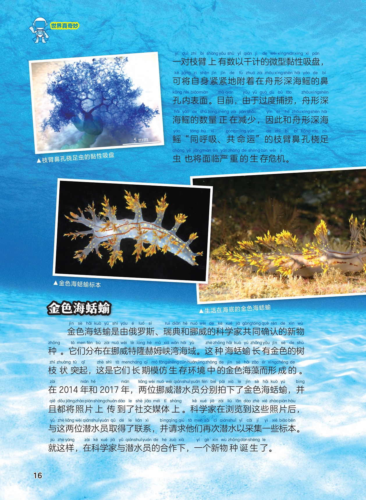 枝臂鼻孔桡足虫面临生存危机,金色海蛞蝓物种