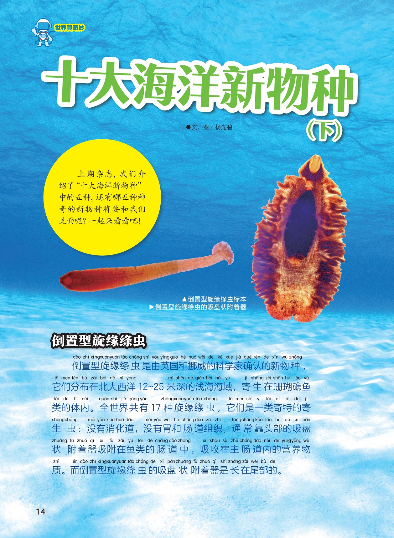 倒置型旋缘绦虫,深海中的新物种