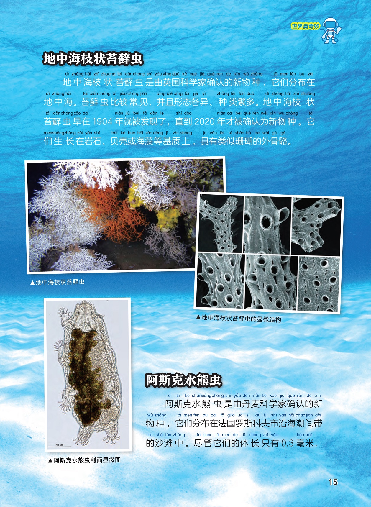 地中海枝状苔藓虫,阿斯克水熊虫